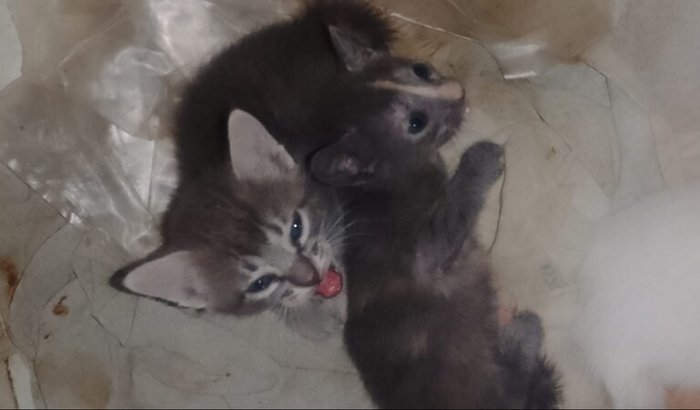 Ajuda na Castração dos Meus Gatos 