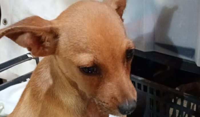 Ajuda para cirurgia de filhote de cãozinho atropelado e resgatado 
