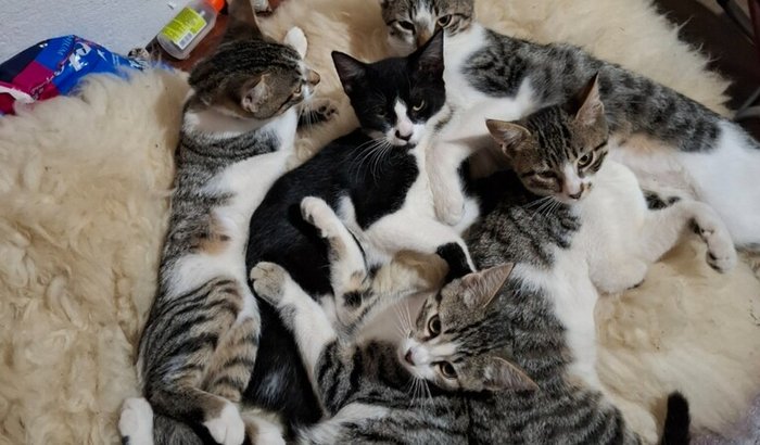 Castração gatinhos do eriels2 