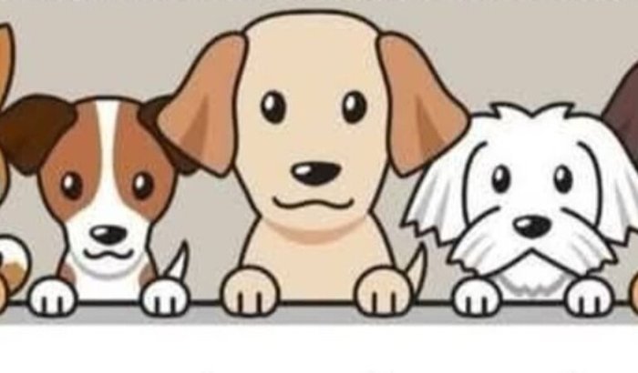Ajude os animais resgatados 