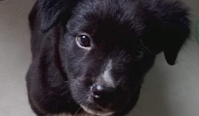 Ajuda para Prince, o cachorrinho resgatado