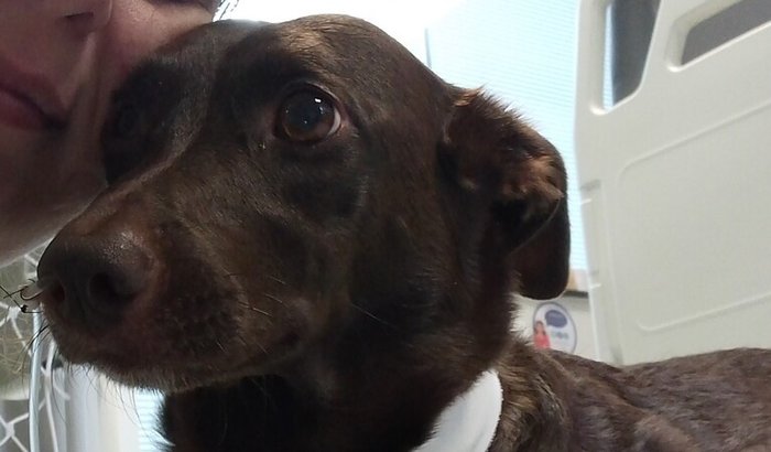 Vaquinha da Poppynha