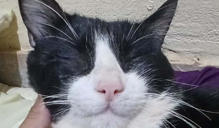 Pagar o veterinario do meu gato