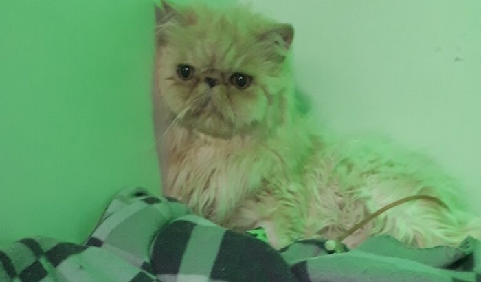 Ajude no tratamento de cançer do meu gato Pedrinho