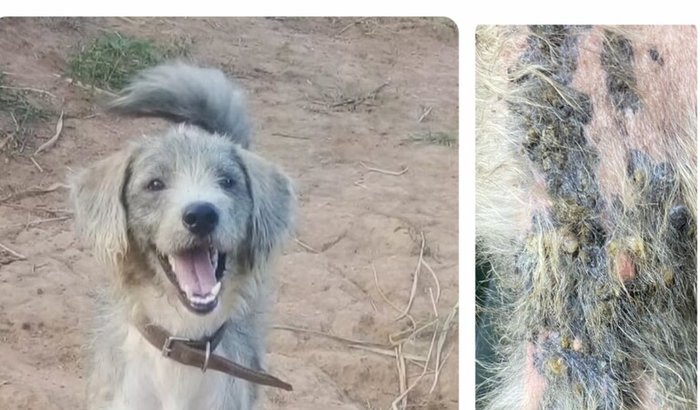 Ajuda para o Marley 