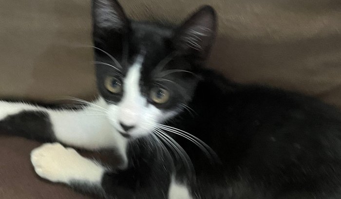 PAGAR O EMPRÉSTIMO Q FIZ PARA SALVAR MINHA GATA