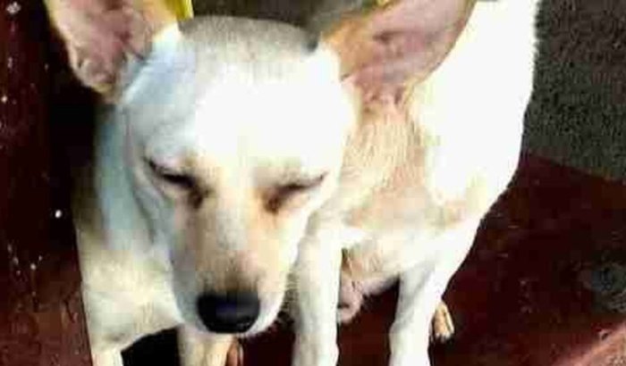 TRATAMENTO DA CACHORRRINHA MEL
