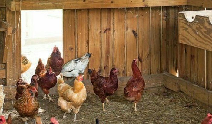 Galinheiro das meninas 