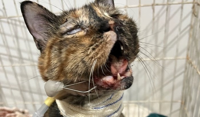 Apoie o tratamento da Valentina