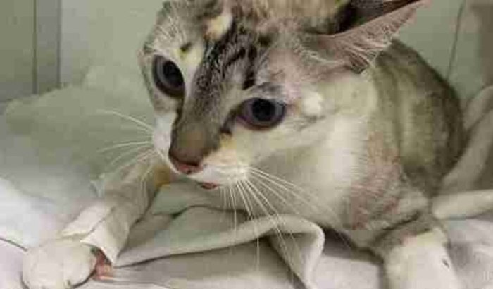 Gatinha Shiro precisa de você! 🐱🩷