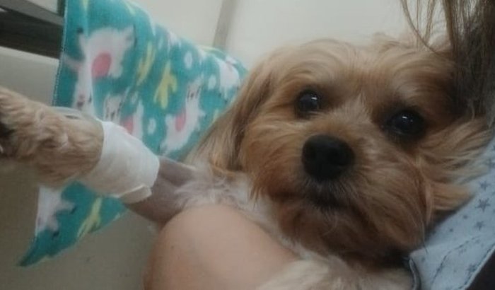 Salvar o Spaike