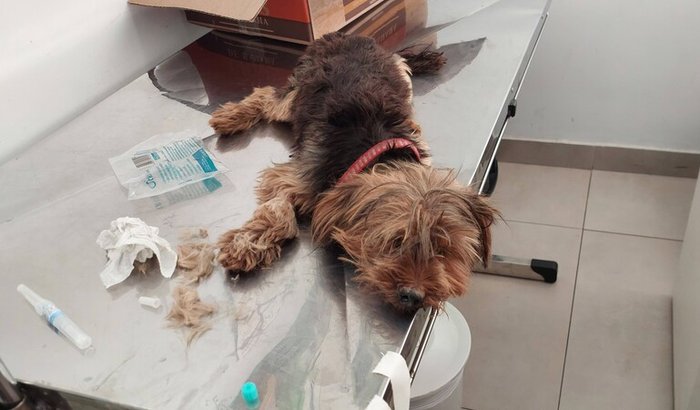 Ajuda para o Yorkshire encontrado na enchente