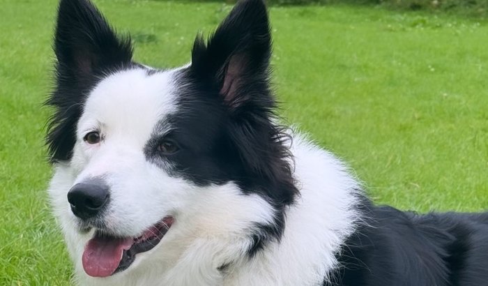 🚨Ajude a trazer a Laika🐶 de volta pra casa🇧🇷