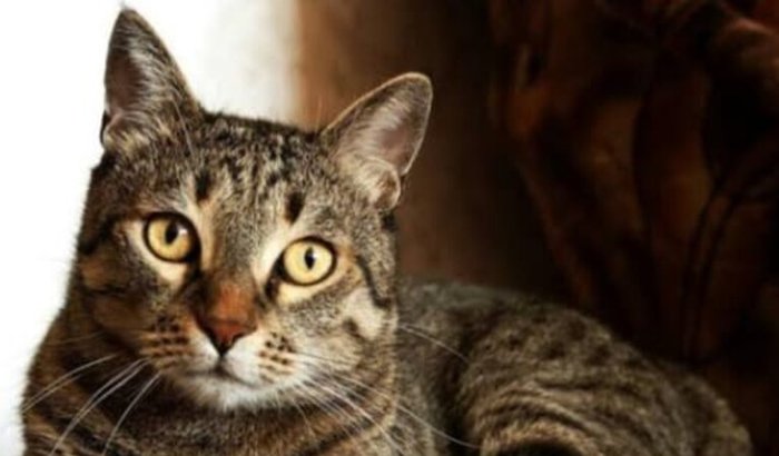 Ajudar pagar a cirurgia do meu gato