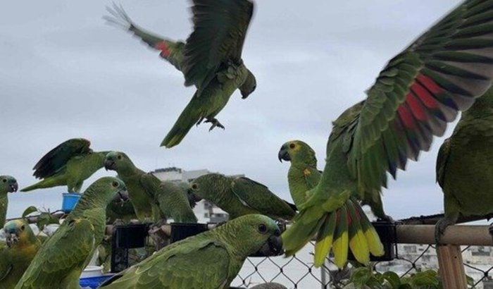 Alimentação das aves e manutenção do comedouro