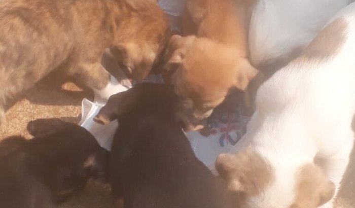 Ajuda para ração e remédios para animais resgatados 