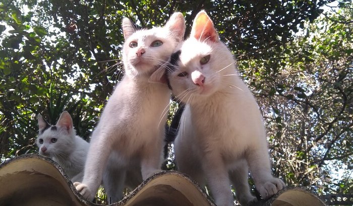Abrigo de cães e gatos do Sr. Valmir