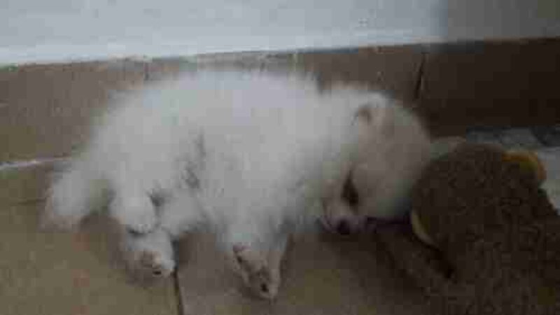 Salve a vida da Milly, ela precisa da sua ajuda para respirar melhor.