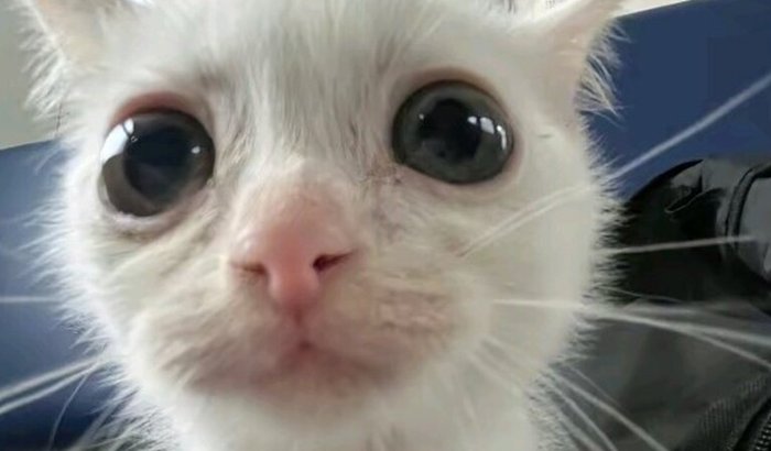 Me ajuda a comprar Inzoi  pfv >-<