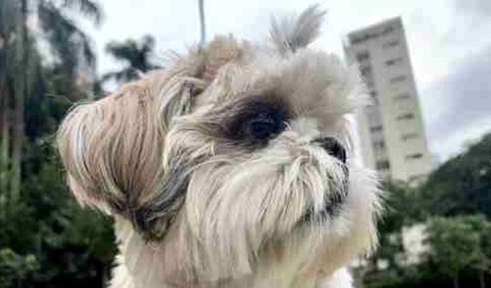 Ajude a Amora: minha cachorrinha precisa de uma cirurgia urgente!