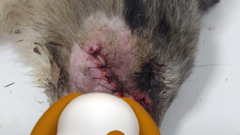 Ajuda para a cadela pispirica