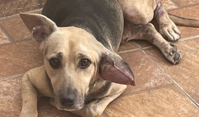 Ajude meu meu cachorro