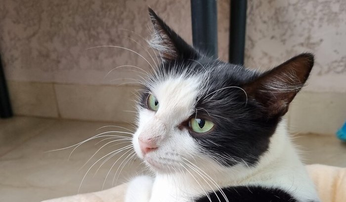 Ajuda para a cirurgia da Naná 🐈🐾