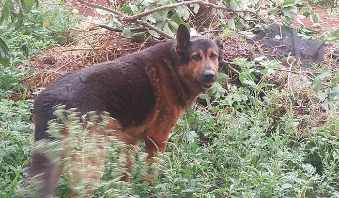 Ajuda para a tomografia do meu cachorro