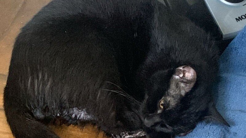 Ajuda com o tratamento do gatinho Asta