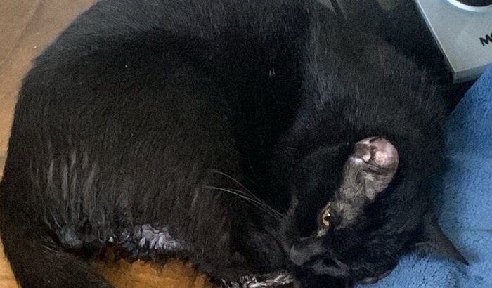 Ajuda com o tratamento do gatinho Asta