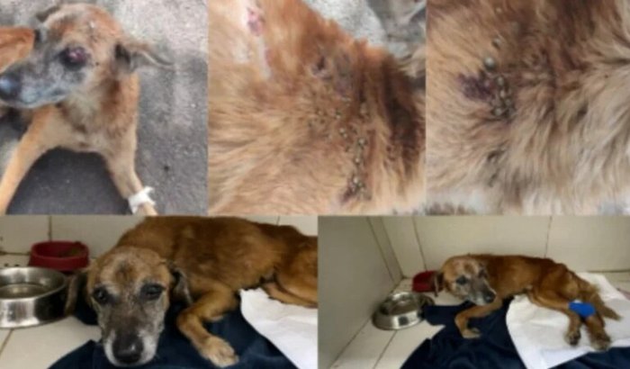 AJUDA PARA CACHORRO DE RUA ABANDONADO