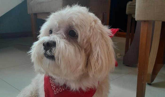 Ajude nosso pet Luck Francisco a tratar de uma neoplasia testicular.