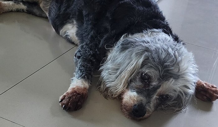Tratamento da Hannah 