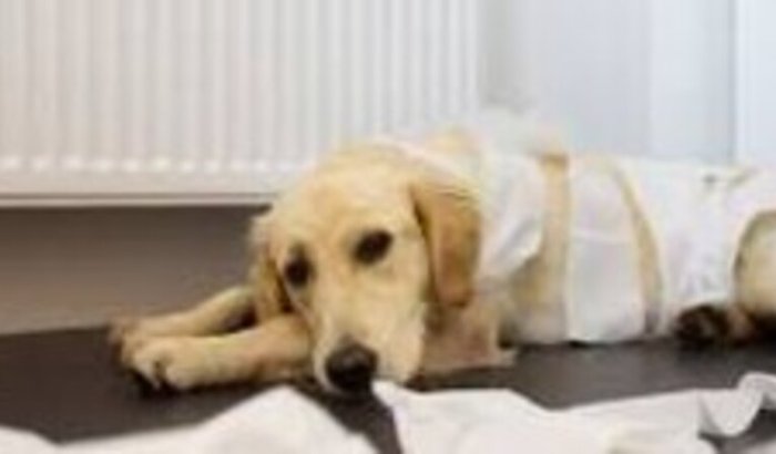 Ajuda para curar meu cachorrinho 