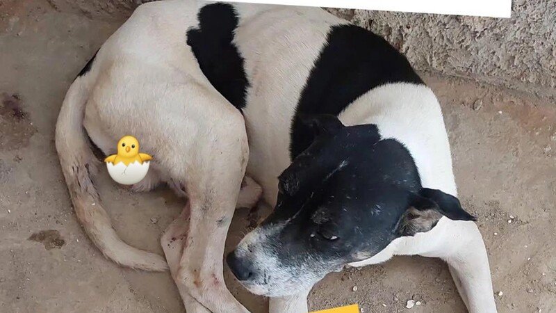 Quimioterapia do Bolinha - cãozinho resgatado