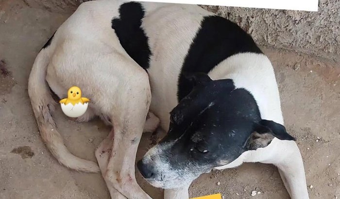 Quimioterapia do Bolinha - cãozinho resgatado