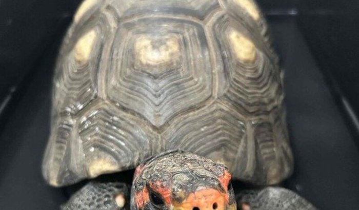 Ajuda ao Donatello