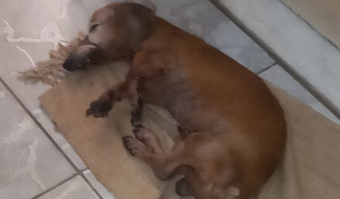 Ajuda meu lupy salsicha está muito doente 