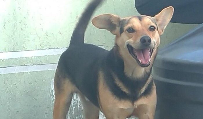 Vakinha da belinha ðŸ˜