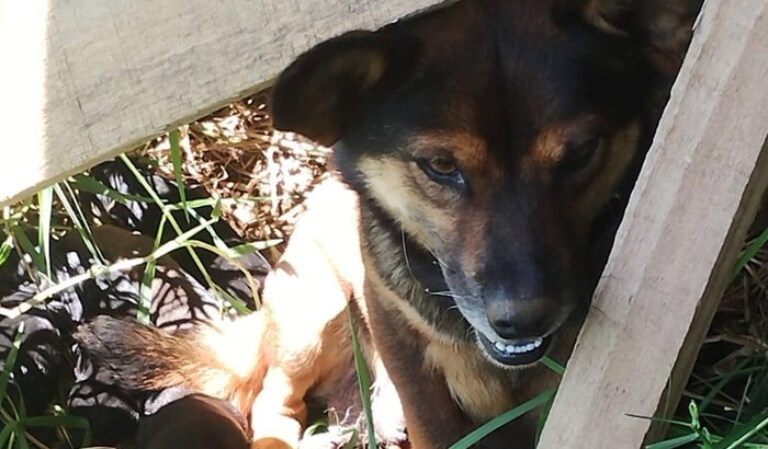Alimente essa mamãe 🐶