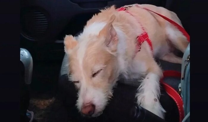 Ajuda para cirugia do meu dog, rompimento de ligação no joelho!