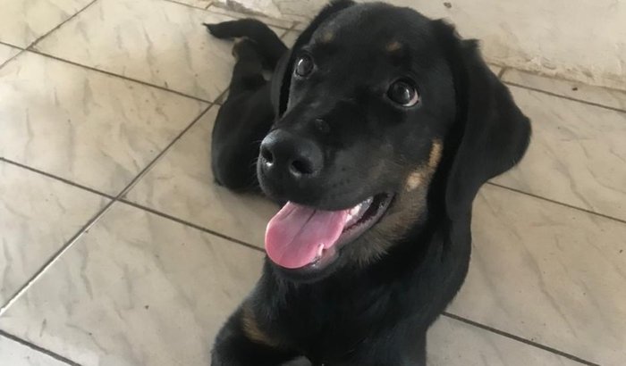 AJUDE PARA O TRATAMENTO DA CADELINHA AISHA 
