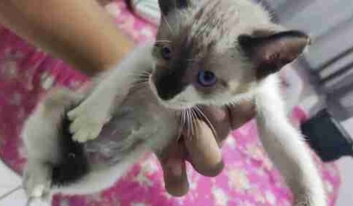 Cirurgia gatinho filhote