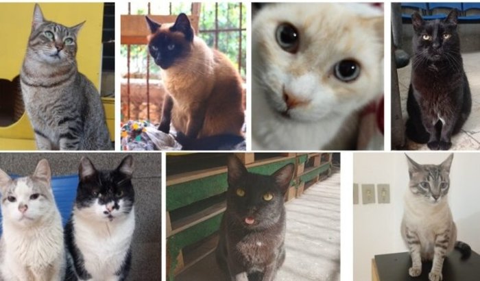 Gatos do Centro de Referência da Dança