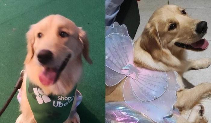 Ajude a Ayla contra o linfoma 🐾