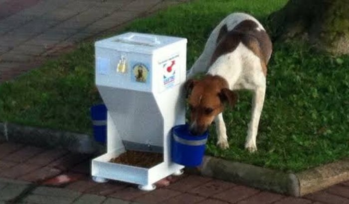 Ajudar animais das ruas 