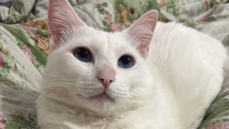 Cirurgia do Zézinho