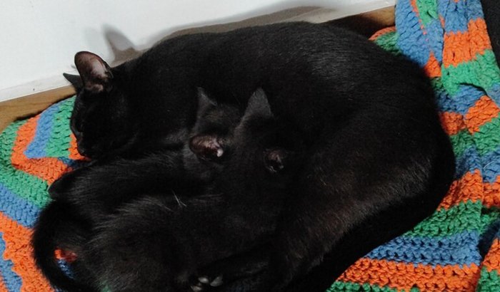 Castração, exames e vacina da Mimosa 🐈‍⬛