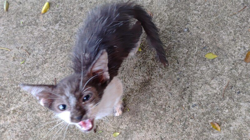 Vaquinha para a Gatinha Machucada