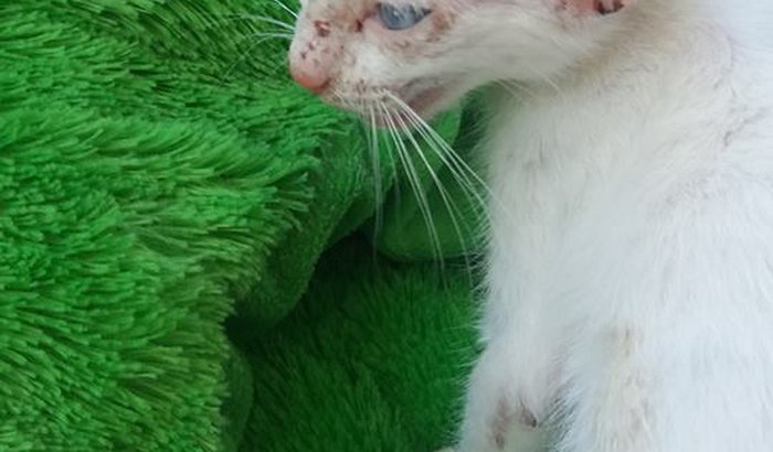 SOS Lana/Mariá/?